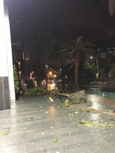 台風でなぎ倒された木